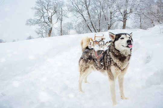 Alpha male leader dog Laika Husky standing ahead teasing showing tongue, jokes, plays fool  harness sled dogs  Behind a lot of plurality and sleds. Background of a severe winter snowy landscape