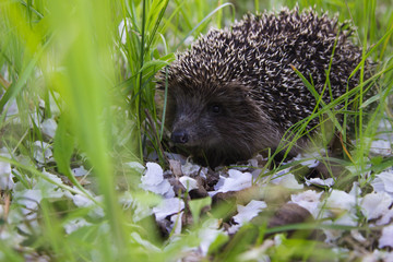 hedgehog in the grass