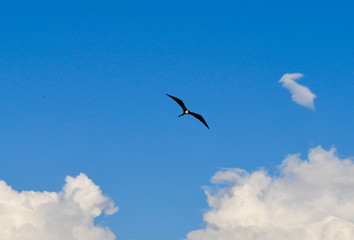 View of a frigatebird in flight in the Galapagos Islands in Ecuador.