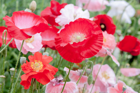 Red, white and pink Poppy flowers (Papaveraceae) growing in a garden