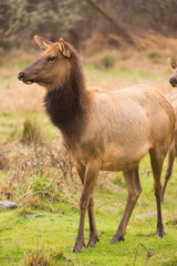 Female Elk Stops Grazing to Look at the Group