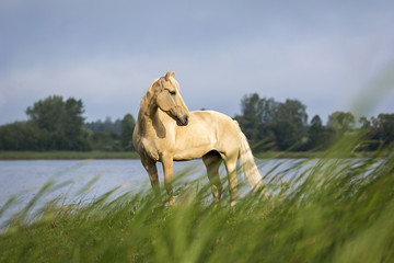 Obraz na płótnie Canvas Portrait of a Palomino horse.