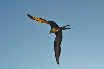 Closeup view of a frigatebird in flight in the Galapagos Islands in Ecuador.