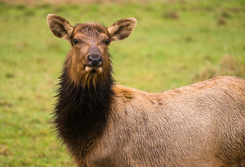 Female Elk Stops Grazing to Look at the Camera