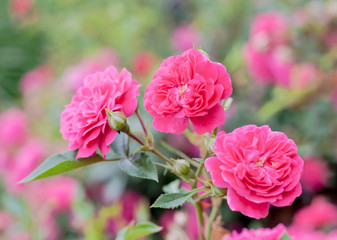 Pink Roxy Shrub Rose (Sunrosa) flowers in garden with soft background