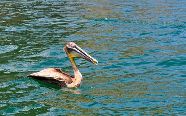 Pelican in Puerto Lopez, Ecuador