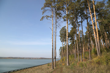 Осенний сосновый лес над прудом на фоне голубого неба. Горизонтальный кадр. Ижевск © miraleks