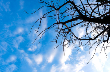 Tree branches silhouette with blue cloundy sky in sunshine day,