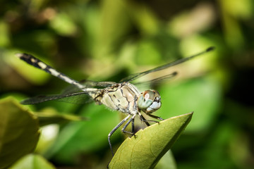 The dragonfly