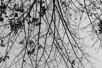 Tree branches silhouette with gray  sky in rainny day, despair o