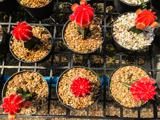 Cactus with red flower in pot