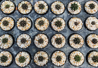 row of cactus in gravel pot, orderly concept