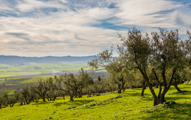 Fototapeta na wymiar Olive trees on the mountain
