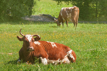 Fototapeta na wymiar Two brown cows on the farm green grass summer sunny day