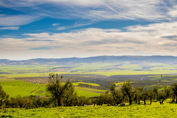 Olive trees on the mountain