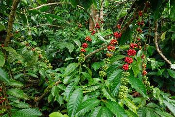 Coffee beans ripening on a tree.