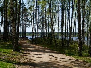 Birch forest near river