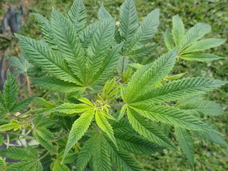 Marijuana Plant Leaves Growing