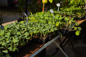 Fototapeta na wymiar Young cabbage seedlings growing in the garden market