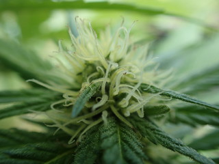 Marijuana Plant Close Up of Young White Hairs