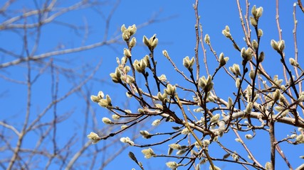 Buds of Kobushi magnolia (Magnolia kobus) waiting springtime