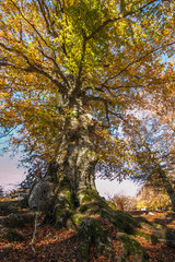 Faggio monumentale nella riserva regionale di Canfaito, Marche, Italia