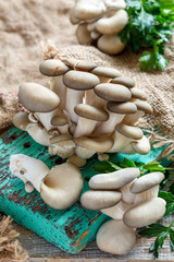 Oyster mushrooms and old sacking.