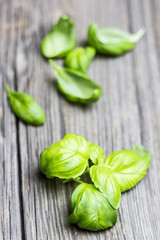 Fresh Basil Leaves on Wooden Background