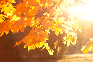 Autumn leaves at sunset