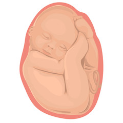 Fototapeta premium Pregnancy.The fetus in the womb. The development of the human embryo.