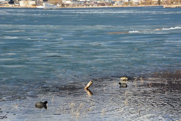 Black coot bird swimming on iced lake