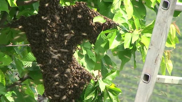 Ein abgeflogener Bienenschwarm hat sich am Ast eines Kirschbaumes gesammelt und festgesetzt