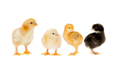 Three yellow chickens looking at one black