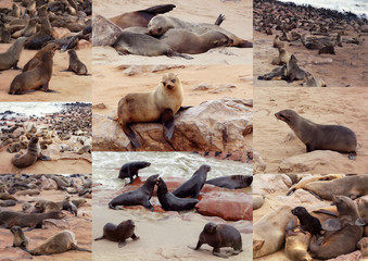 Collection of of Brown fur seal - sea lions Africa