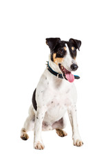 Fox terrier posing in studio on white background. isolated