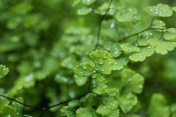 Fototapeta na wymiar Close-up Fern leaf with water drops