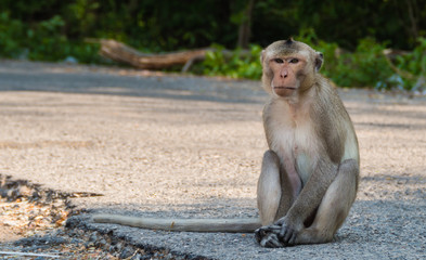 Long-tailed macaque is sitting on road
