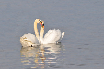 Couple of swans love each others and cuddle with her heads