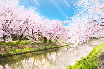 Foto op Aluminium Kersenbloesem 桜