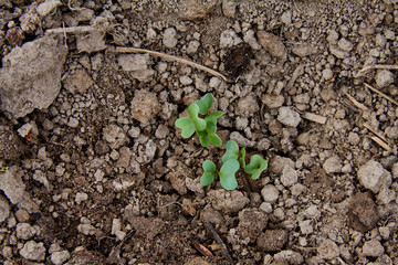 Growing Young Plants in the soil. Agricultural concept