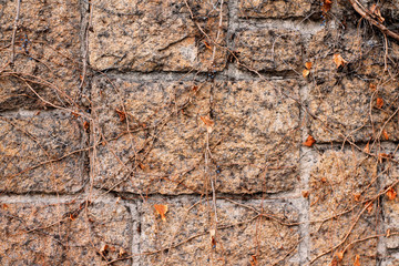 Wall overgrown with vines