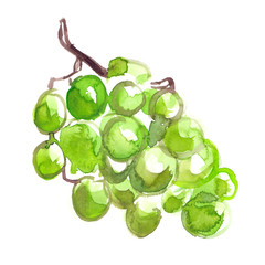 Bunch of green grapes painted in watercolor on clean white background