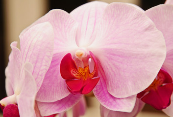 Fototapeta na wymiar Orchid Petals