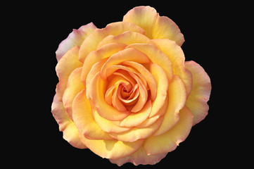 Cream Hybrid Tea Rose