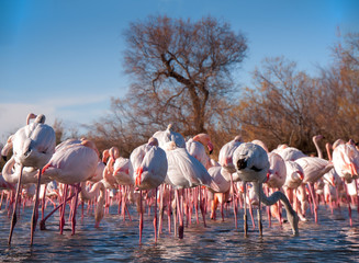 Flamants roses en camargue © Hugues Delporte