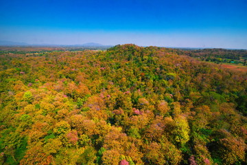 Obraz premium Aerial view of autumn forest
