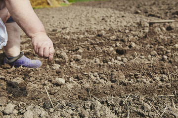 Farmer's female hands planting seed in soil