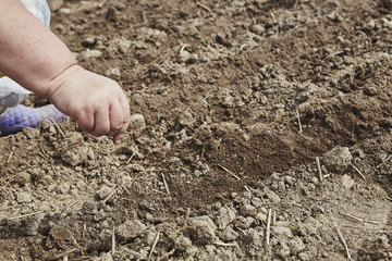 Farmer's female hands planting seed in soil