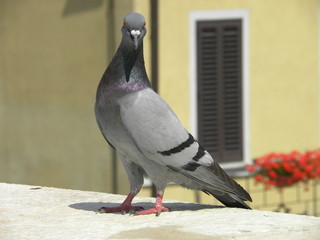 piccione