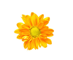 Daisy flower isolated on white background